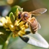 L’abeille : l’ange gardien de notre environnement